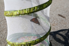 Butterfly in a netted enclosure.