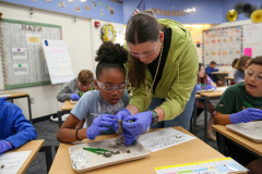In a classroom setting, a woman in a green jacket is teaching children how to dissect an owl pellet while wearing gloves and