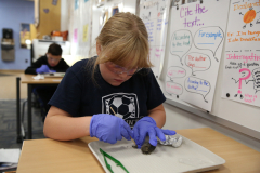 Girl in white gloves dissecting owl pellet at a table.