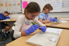 Students in a classroom dissecting an owl pellet.