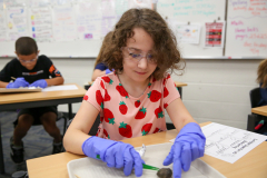 Girl in pink shirt dissecting owl pellet at desk with gloves on.