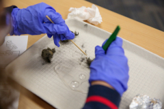 Person in blue gloves working on an owl pellet dissection.
