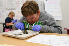 Person in blue gloves examining owl pellet on table.